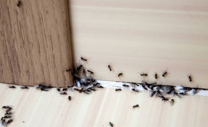 A swarm of winged insects and dropped wings along a baseboard.