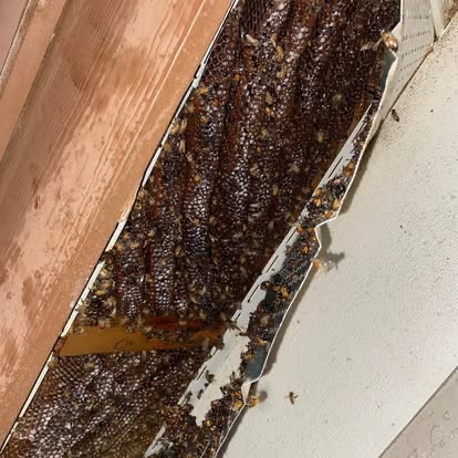 Bees and dark comb inside an opened soffit.