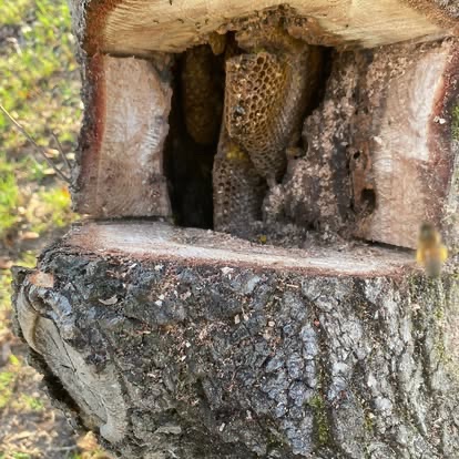 Honeycomb inside a hollow tree stump, with a bee flying nearby.