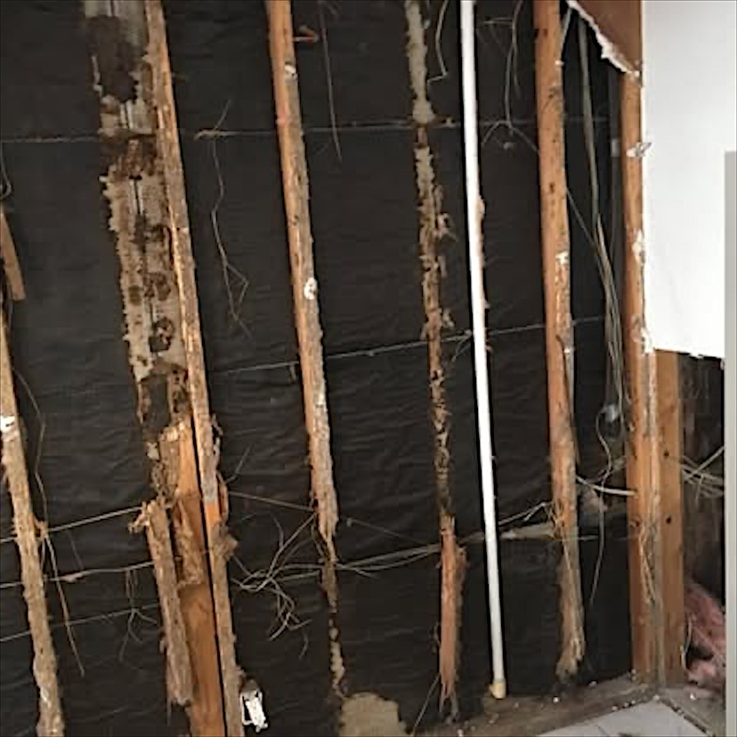 An opened wall with wooden studs eaten away and crumbling along their edges.