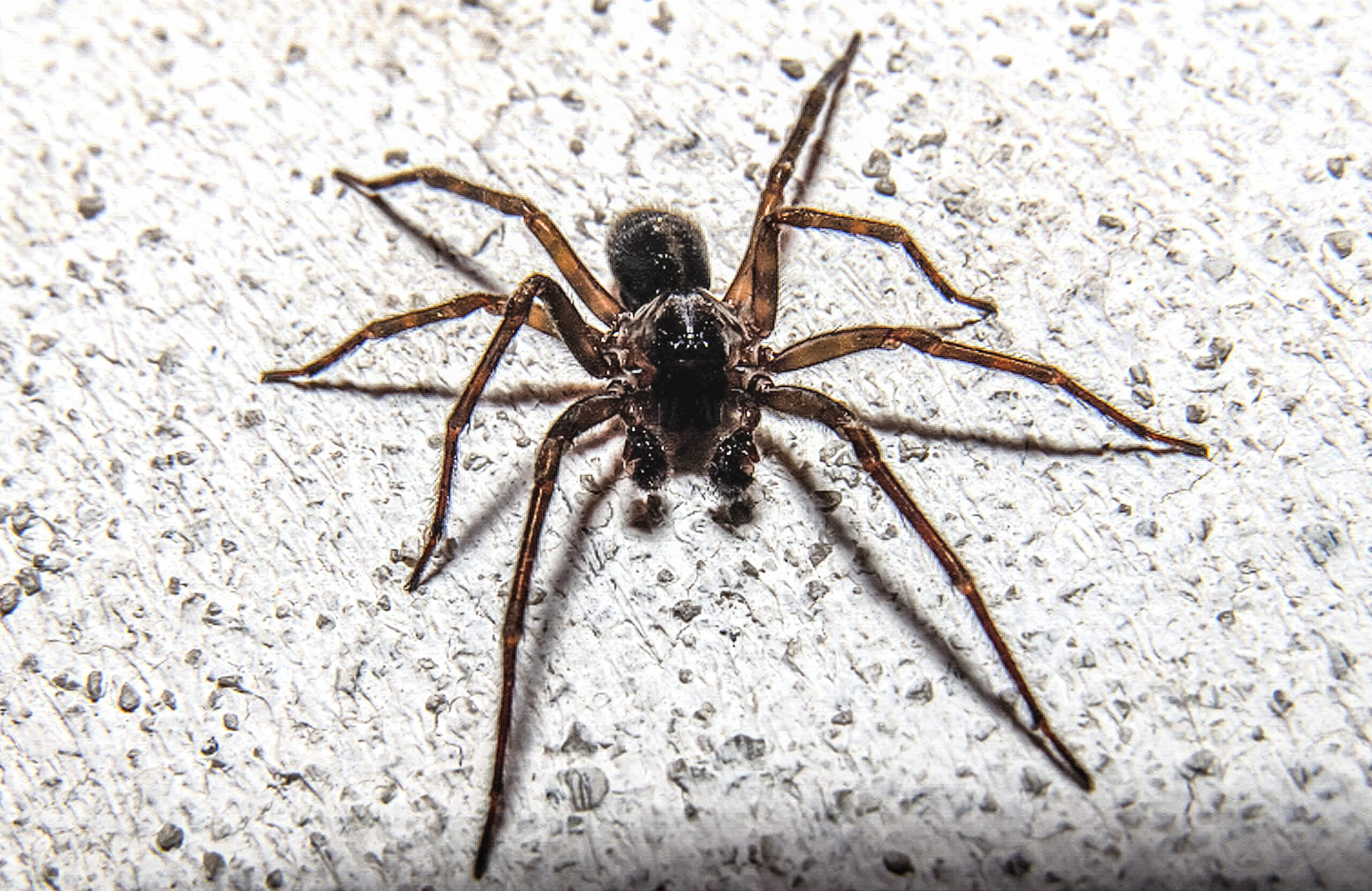 Spiders
