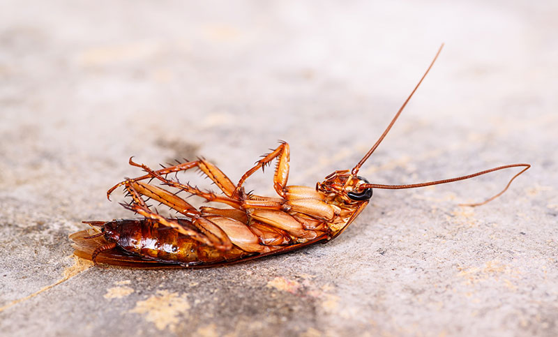 German Roaches