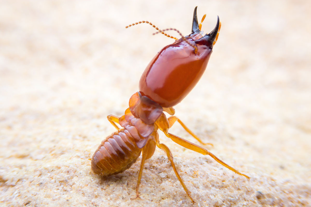 Termite damage detail