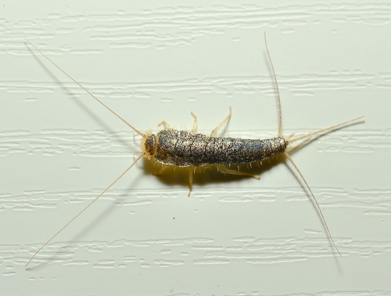 Silverfish