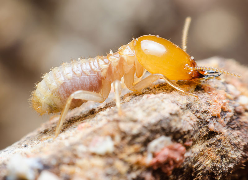 Termites