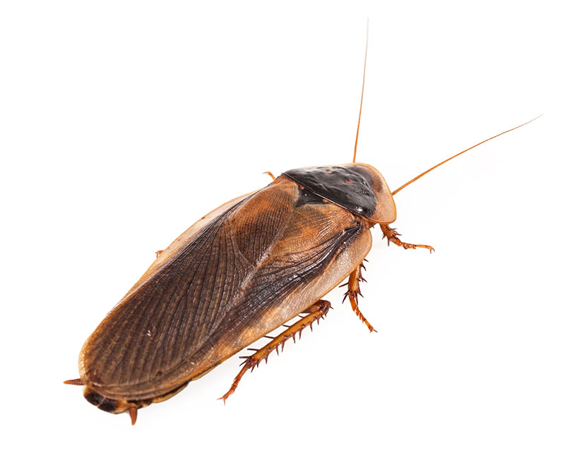 Palmetto Bugs