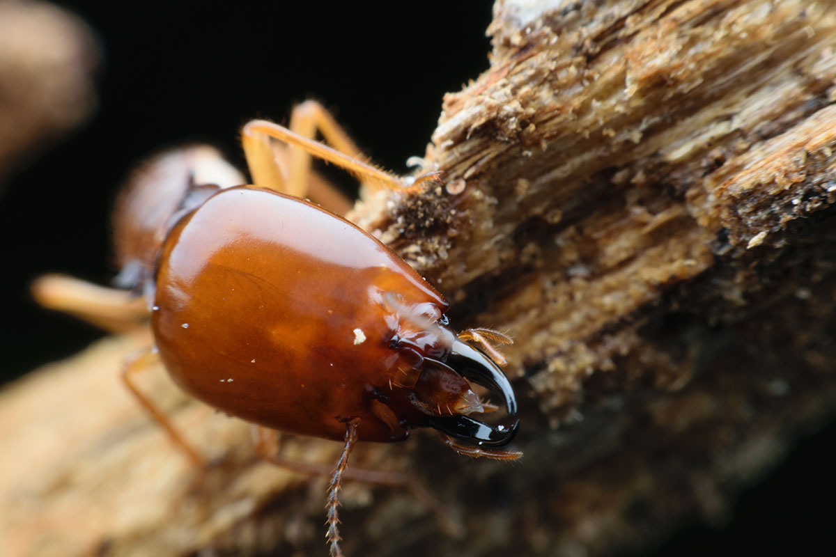 Termite colony closeup