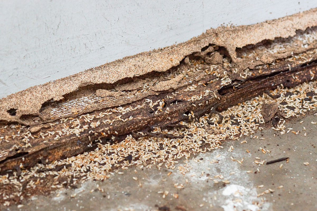 Wood damaged by termites