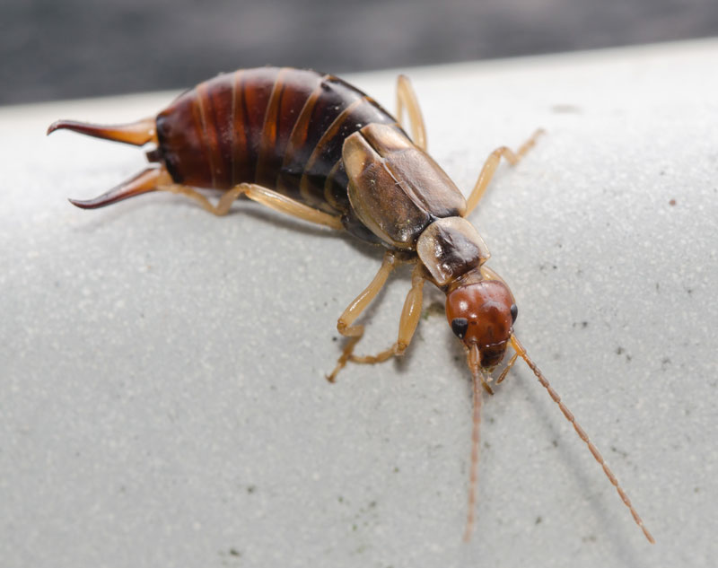 Earwigs