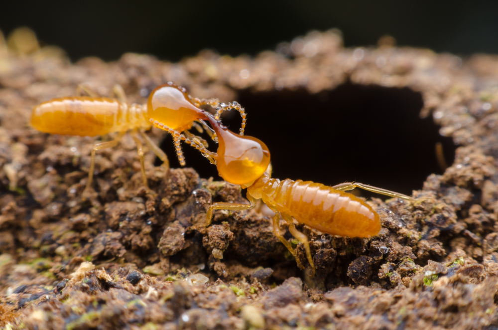 Termites tunneling through wood