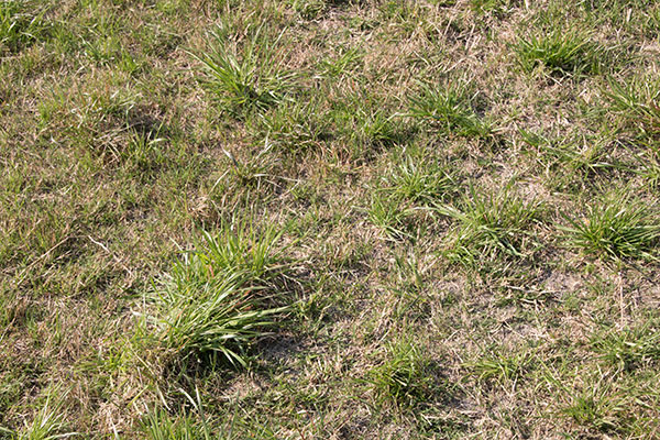Bradenton lawn care with organic herbicide