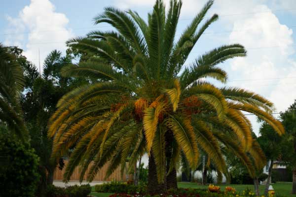 Palm tree disease treatment
