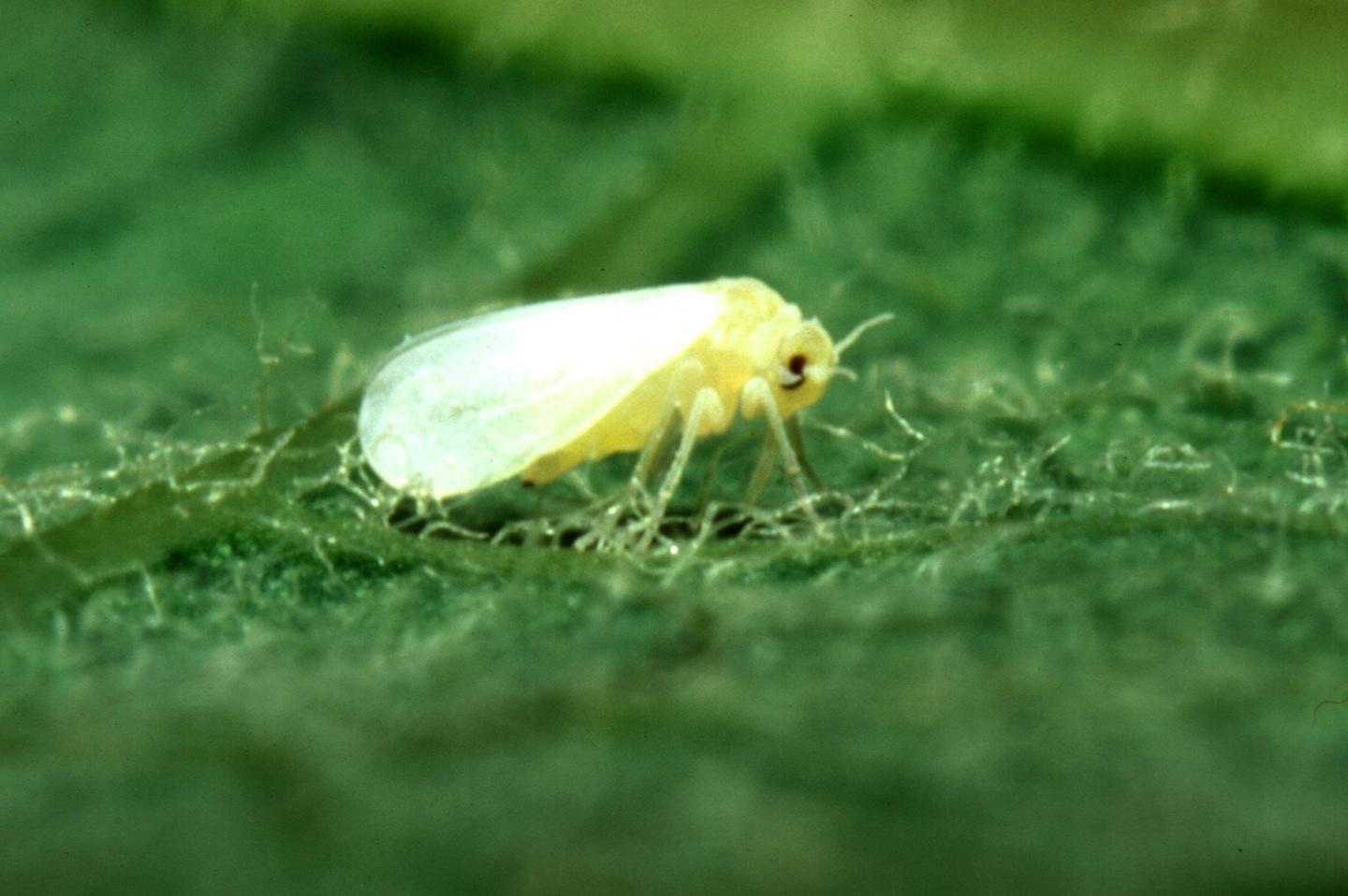White fly prevention on bushes