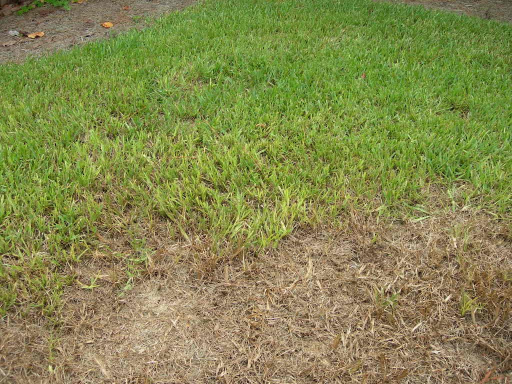 Chinch bug damage treatment