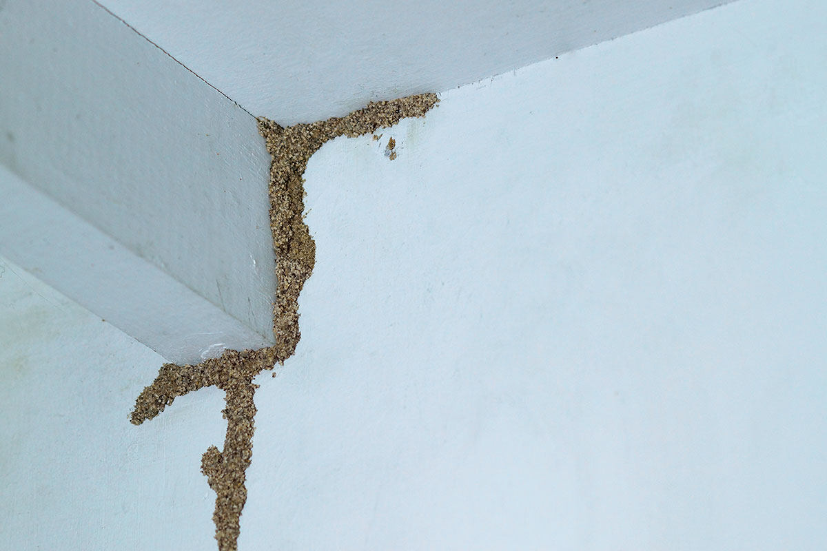 Termite infestation evidence