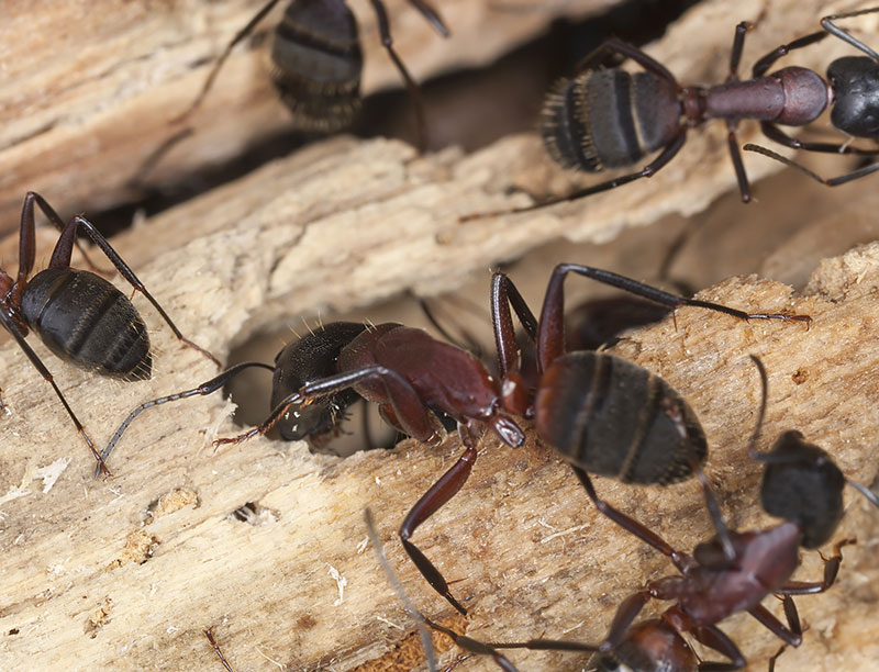 Ants