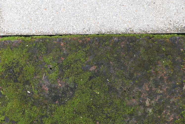 Lawn fungus damage