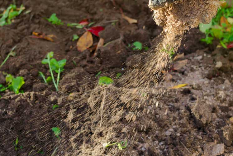 Healthy organic lawn